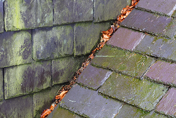 wet and dirty roof slates that have obvious molds.