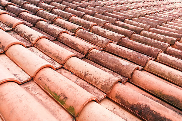 Molds growing on an old clay shingles